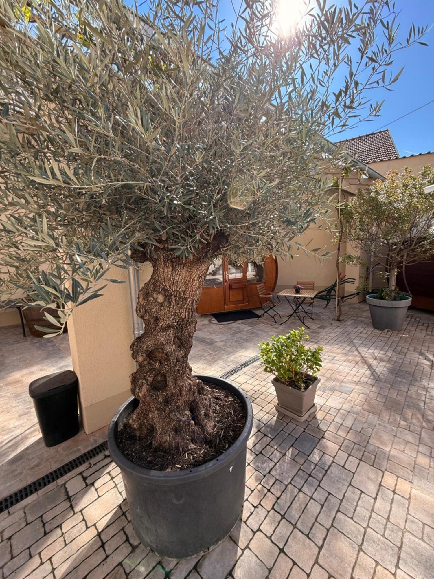 מלון בינגן אם ריין Weinhaus Selmigkeit מראה חיצוני תמונה